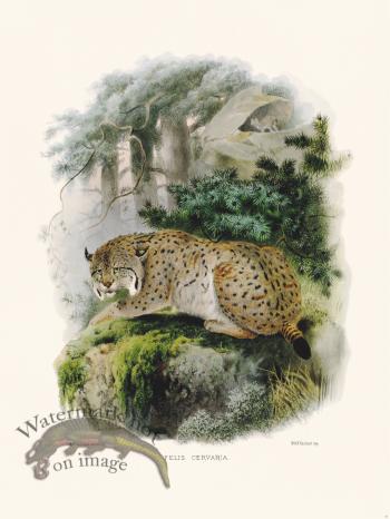 Elliot Cat 36 Cat Deer